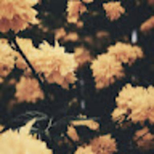 Meet your Posher, Natasha